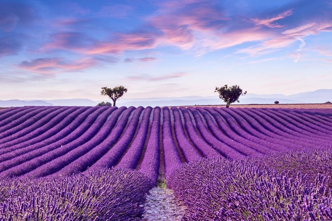 Lavender field