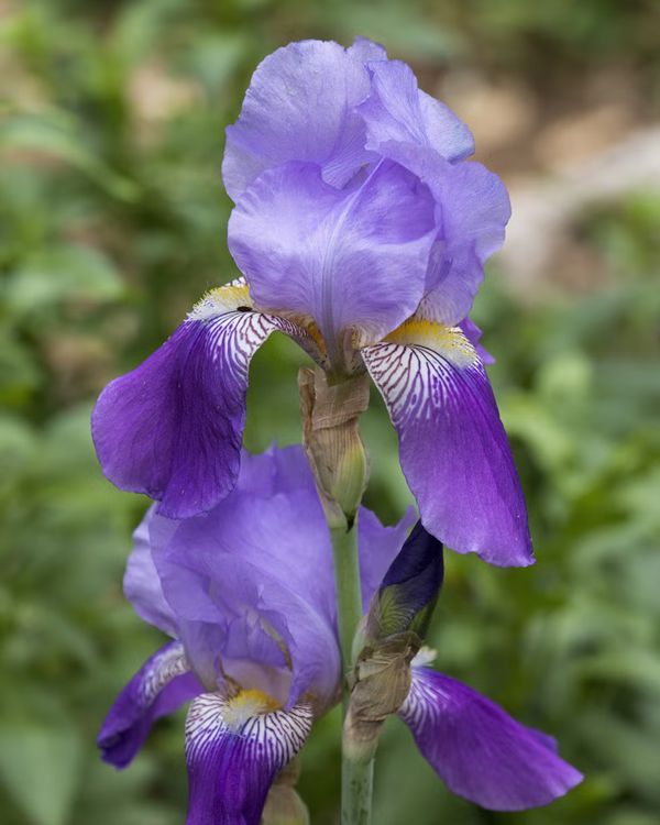 Bearded Iris