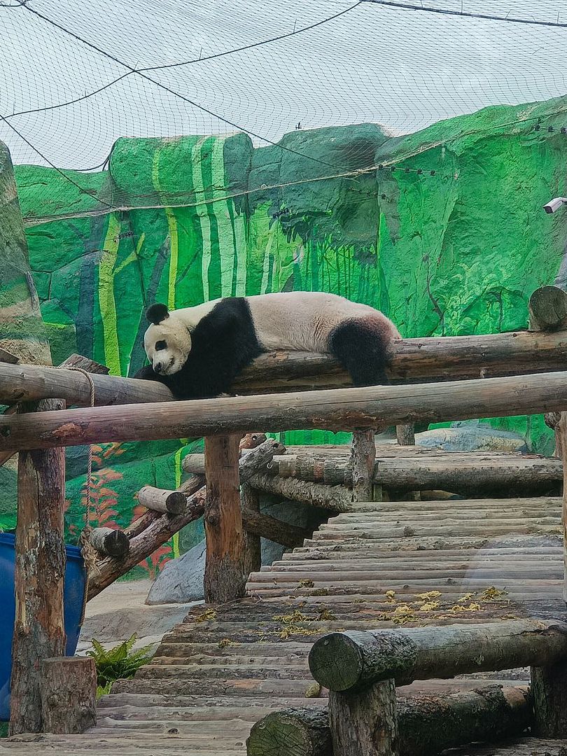 panda enjoy