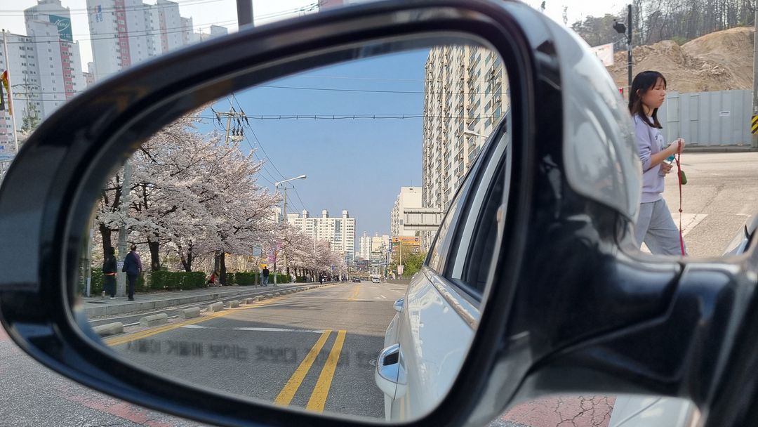 cherry blossom in mirror