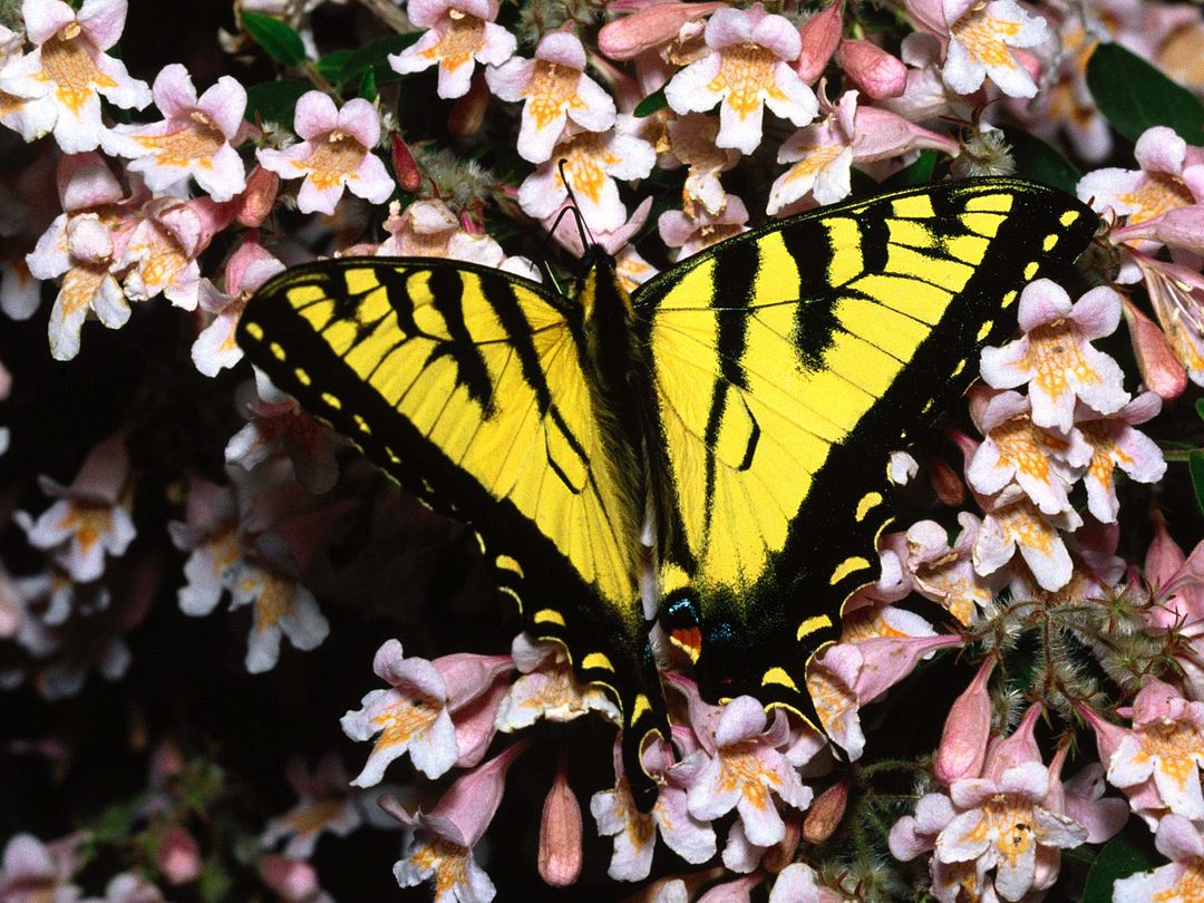 Tiger Swallowtail