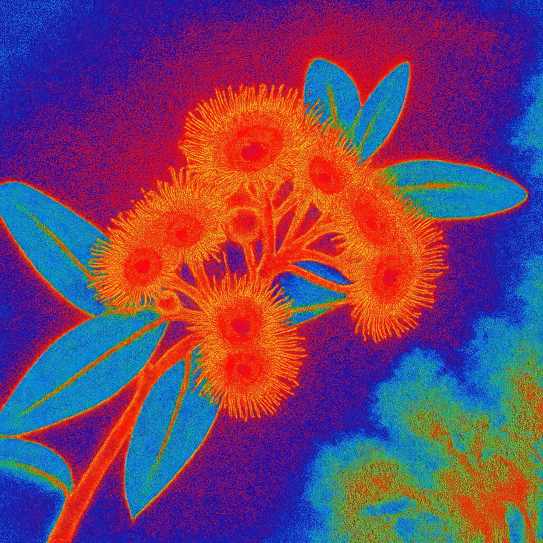Gum Nut Thermal Cam