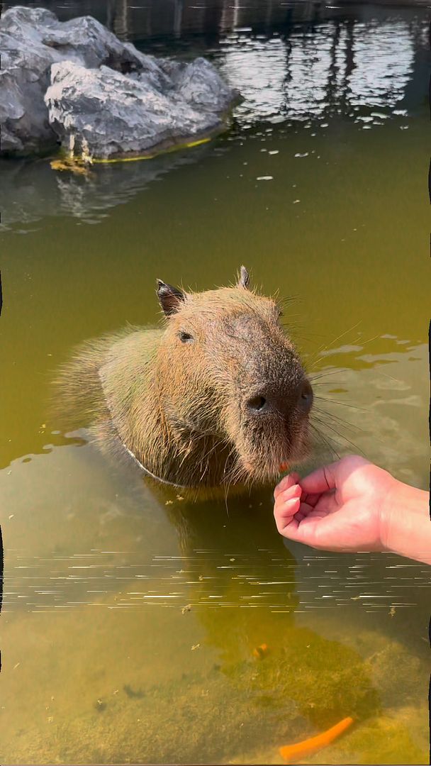 Capybara