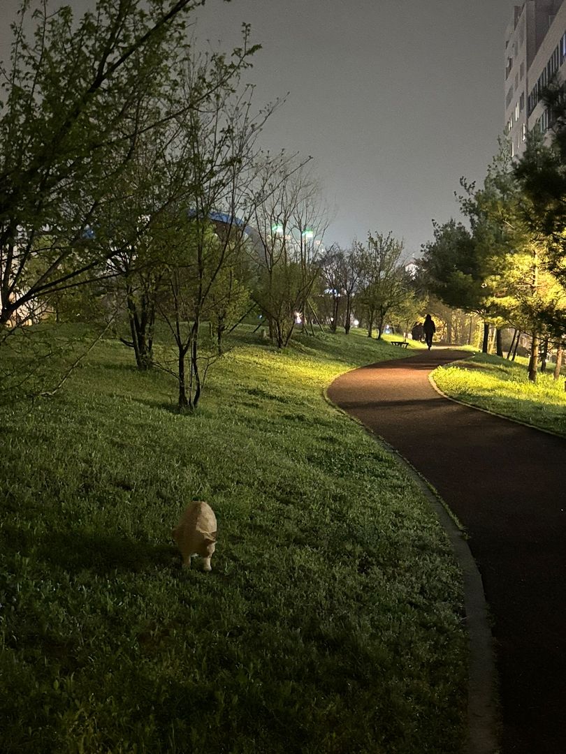 cat and night