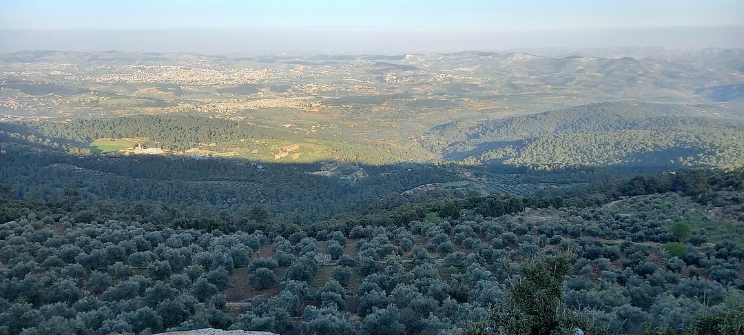 Olive trees