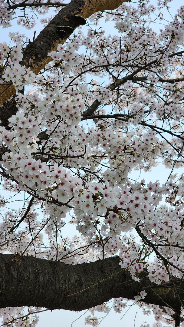 2024 Spring Cherry Blossom