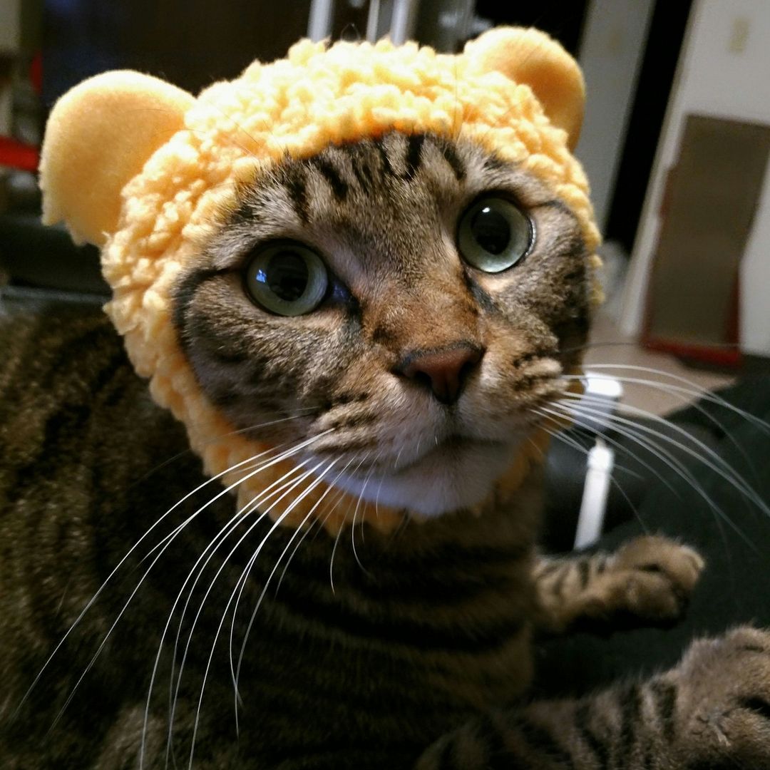 Winnie the Cat