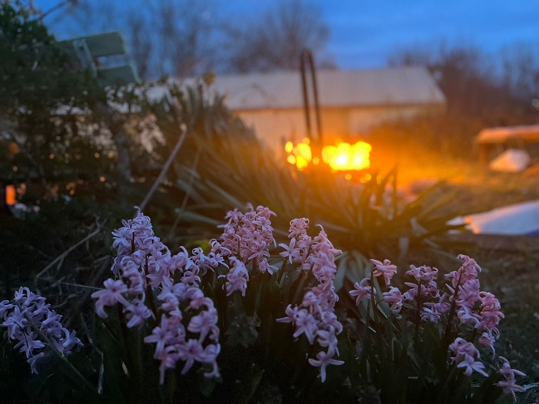 Pink Flower Fire