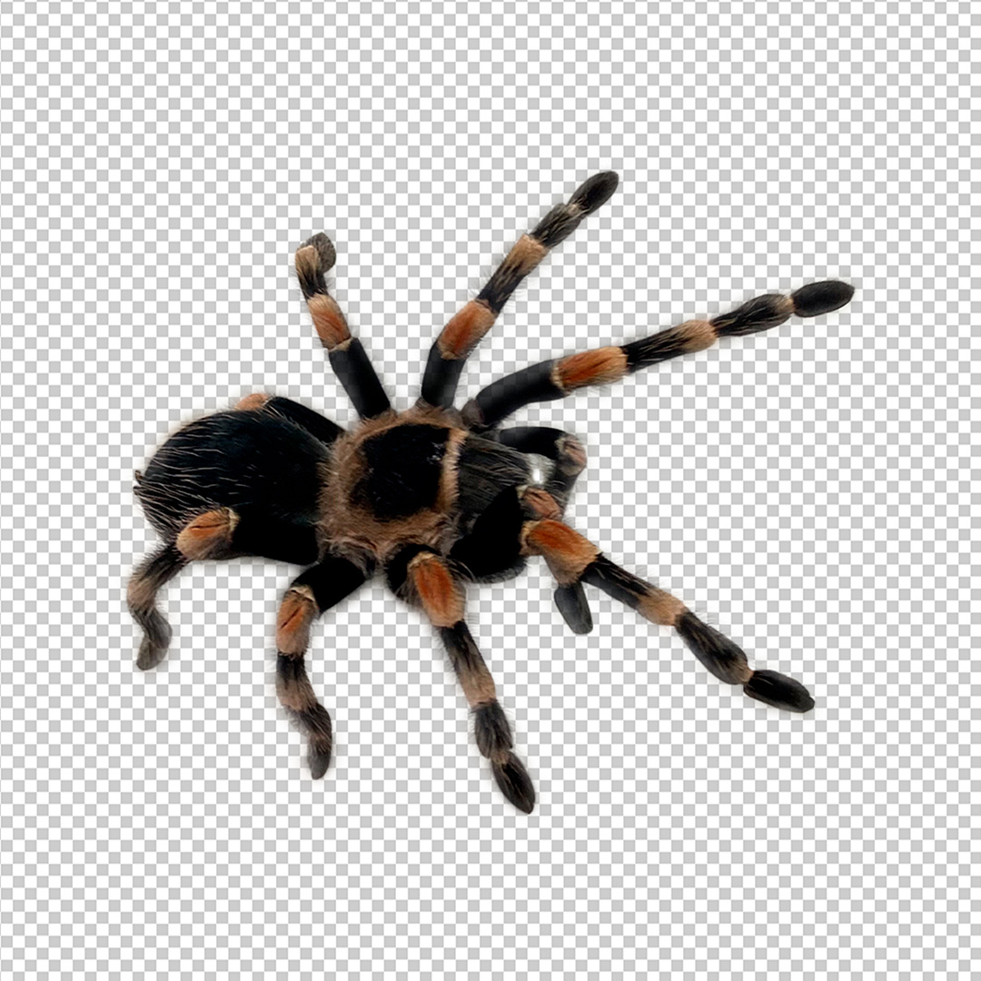 spider