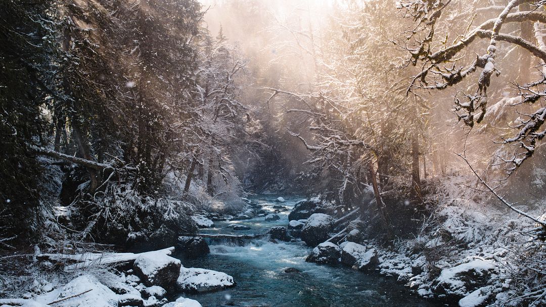 snowy forest