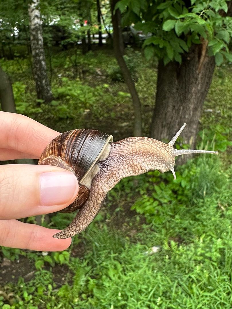 snail