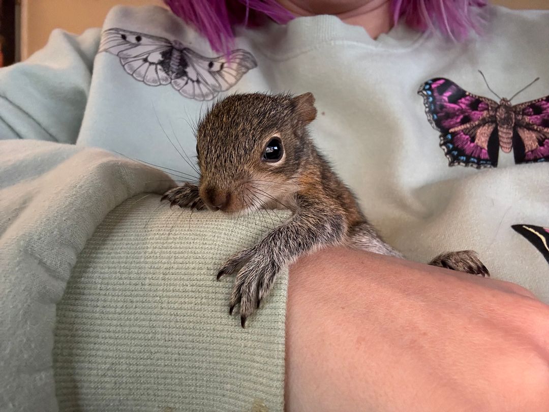 Baby squirrel