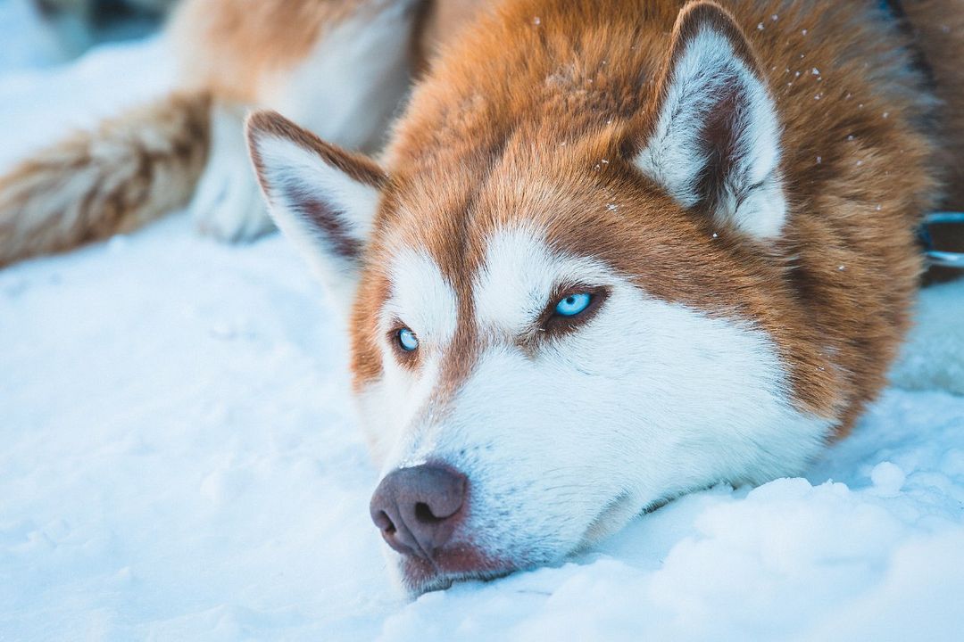 Husky