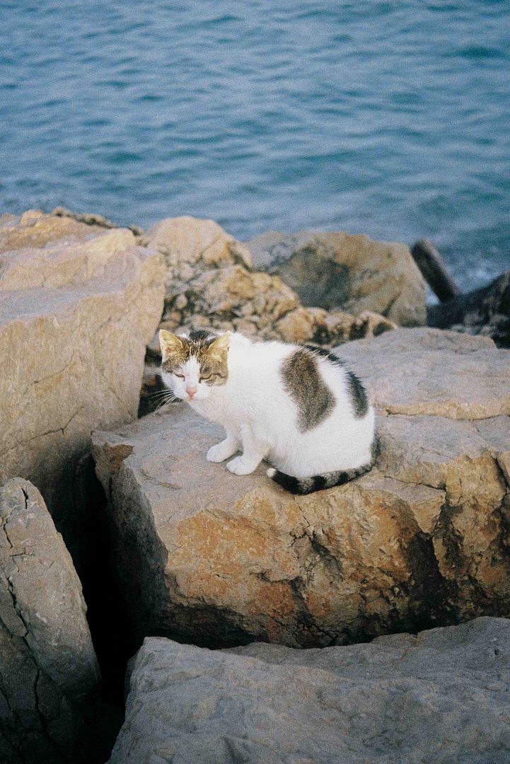 Cat on rocks