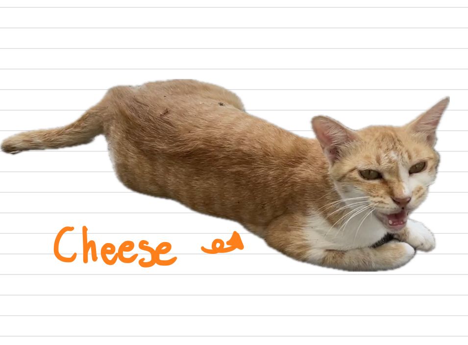 Cat_Cheese_22