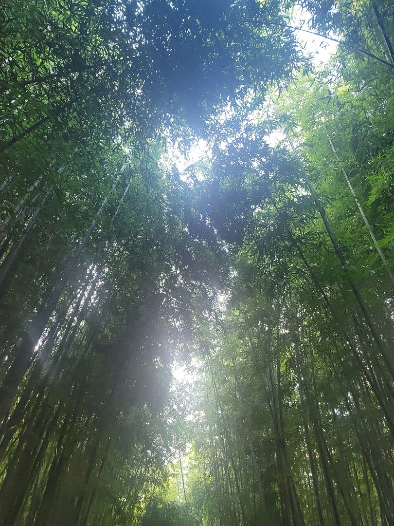 a bamboo forest