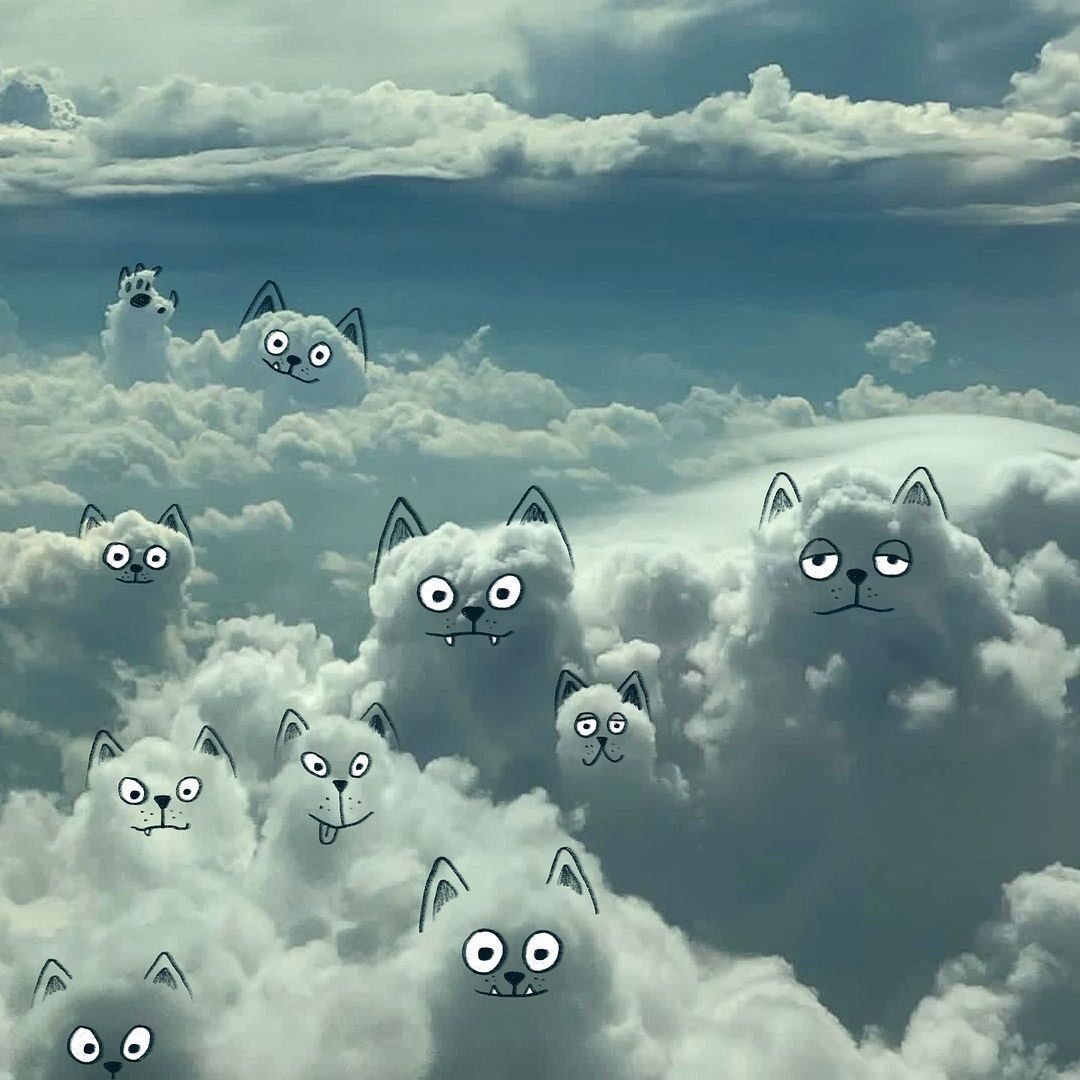 Cloud cats