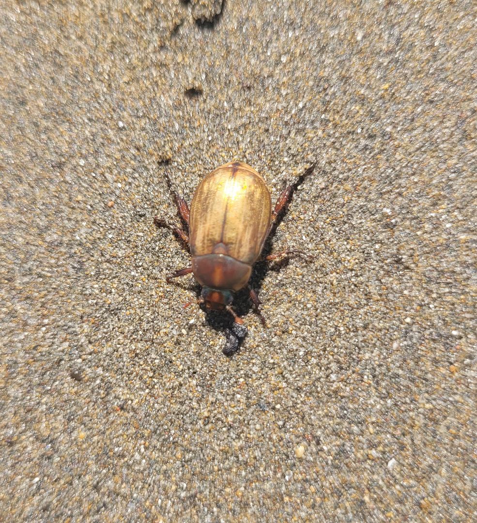 Caspian Beach beetle