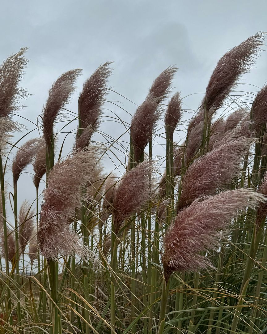 Windy