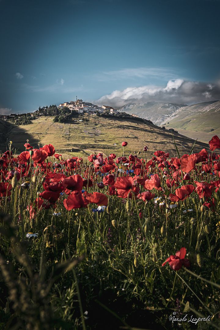 Flowering of the lentil - Castelluccio