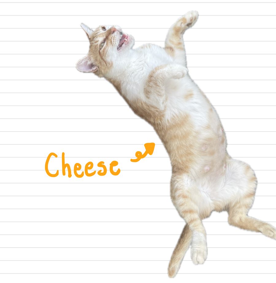 Cat_Cheese_19