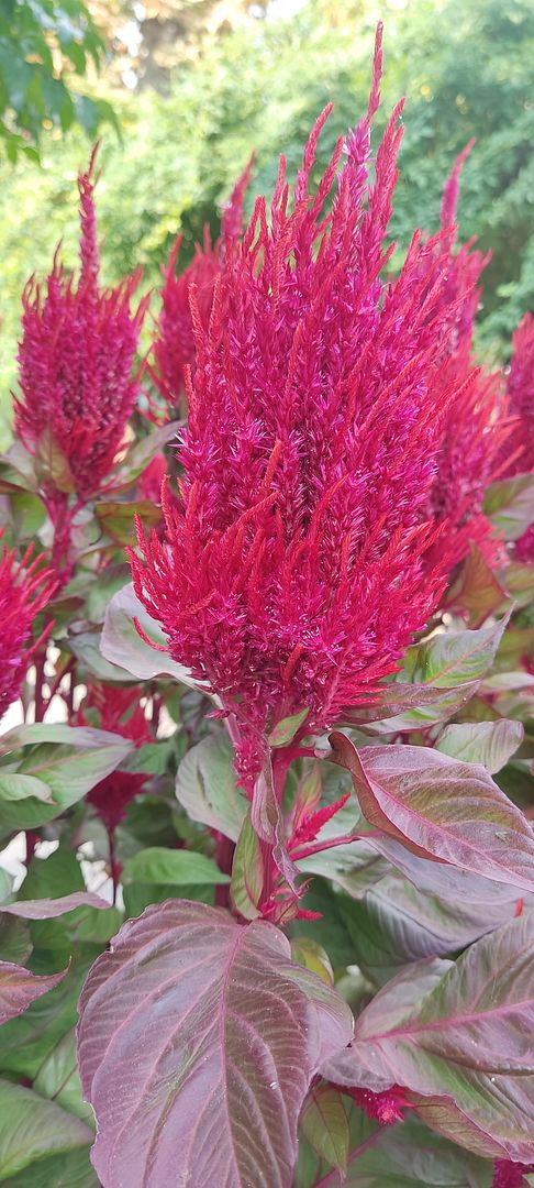 Celosia