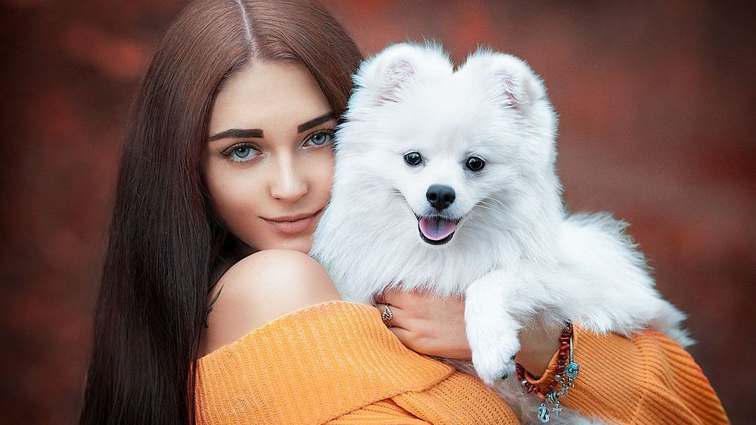 White spitz dog