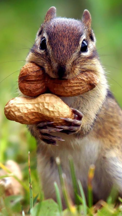 chipmunk