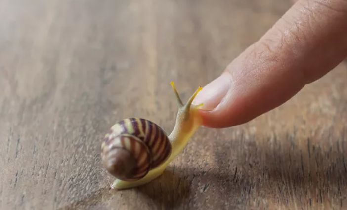 snail