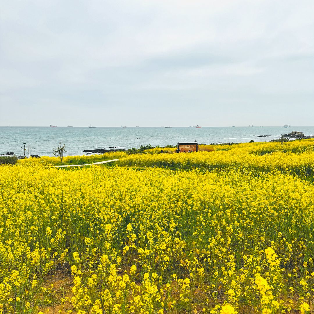 Rape flowers and the sea