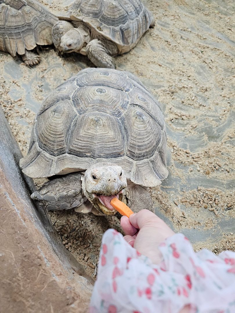 a carrot-eating turtle