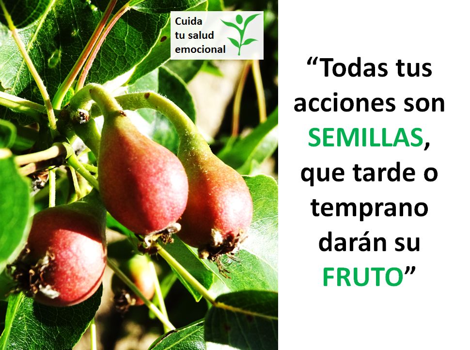 Semillas y frutos