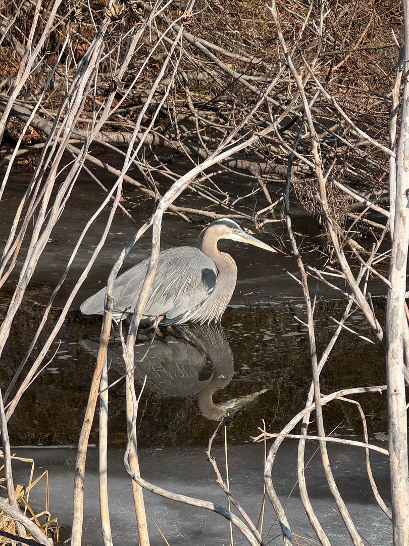 great blue heron