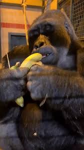 Hungry Ape