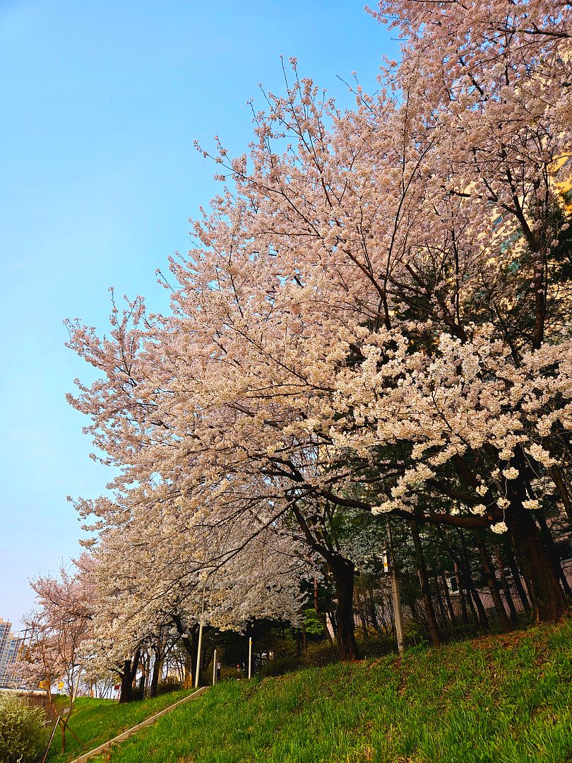 Spring in Korea, 06 April 2024