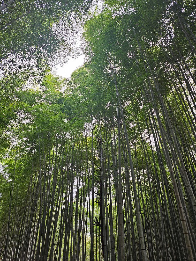 Bamboo Sky for Min