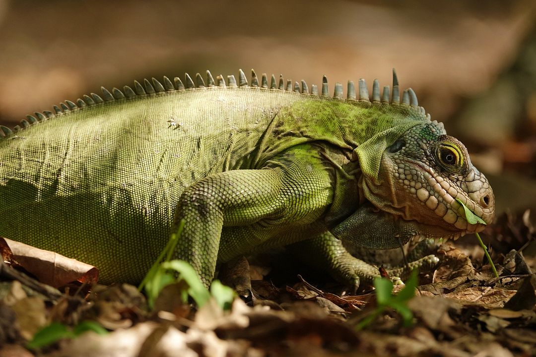 Iguana