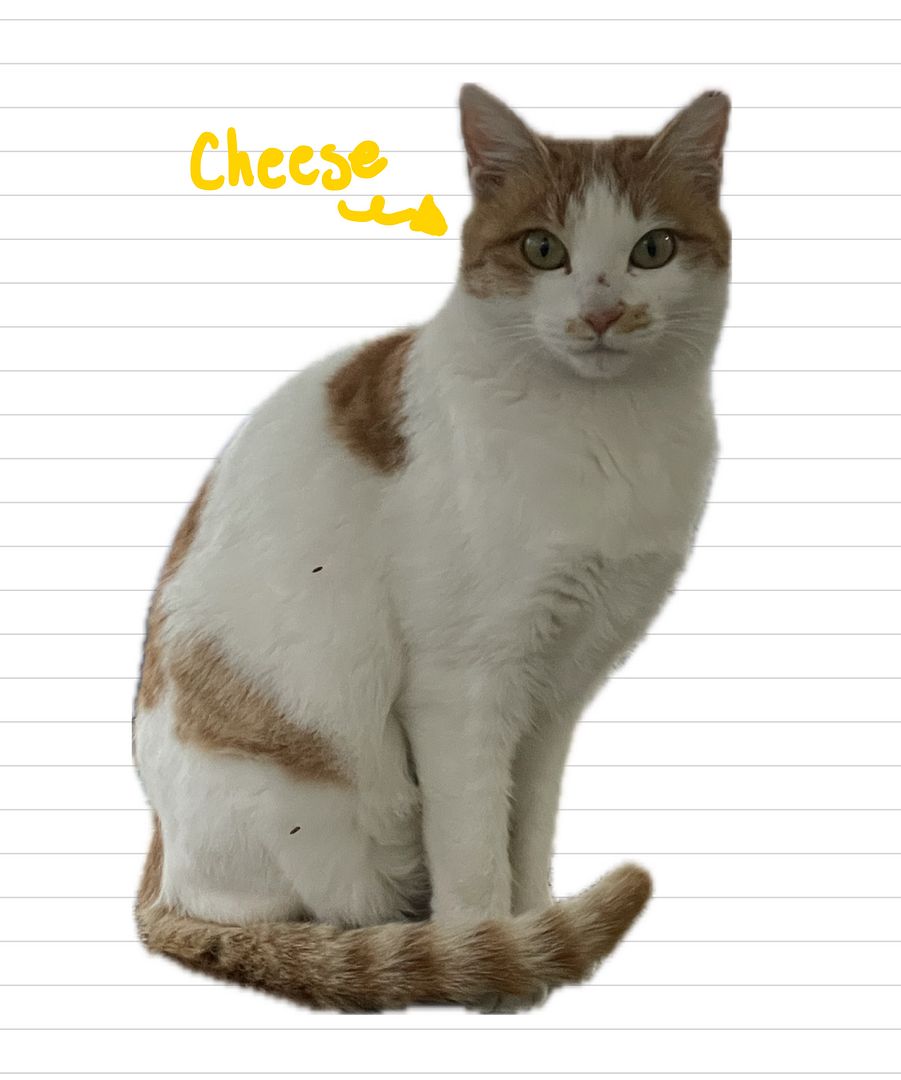 Cat_cheese1