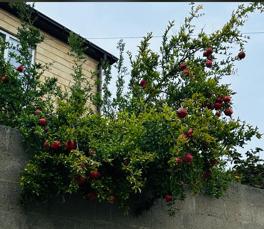 Pomegranate