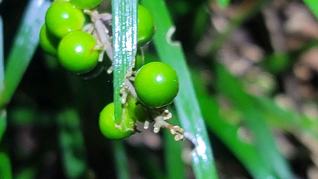 Time to still ripen! 221006 Near Seoul Beacon...