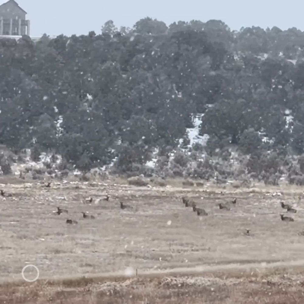 Elk Snowstorm | Roaring Fork Valley