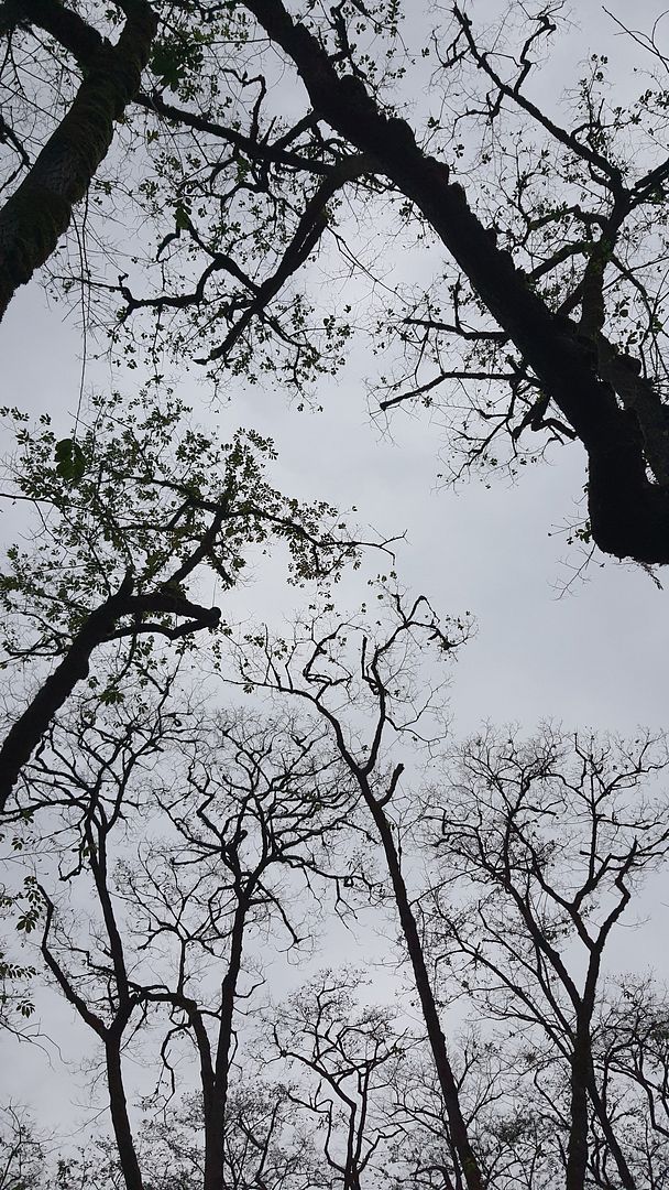 Dance of branches