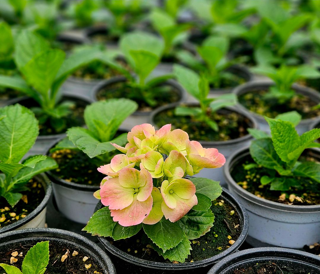 Hydrangea