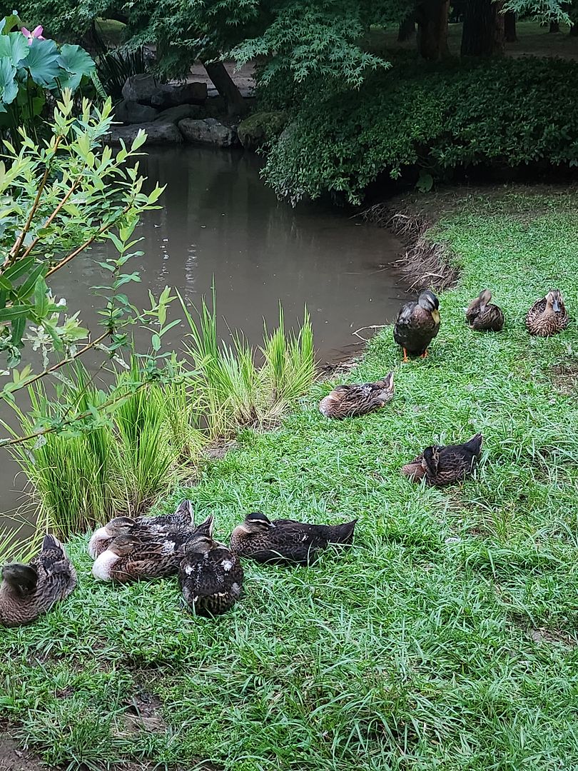 Duck family taking a break