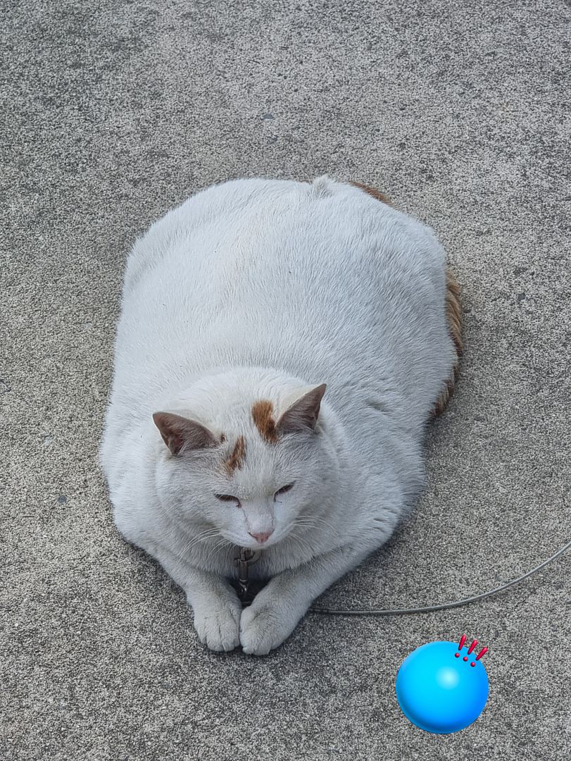 Do you know fat cat?