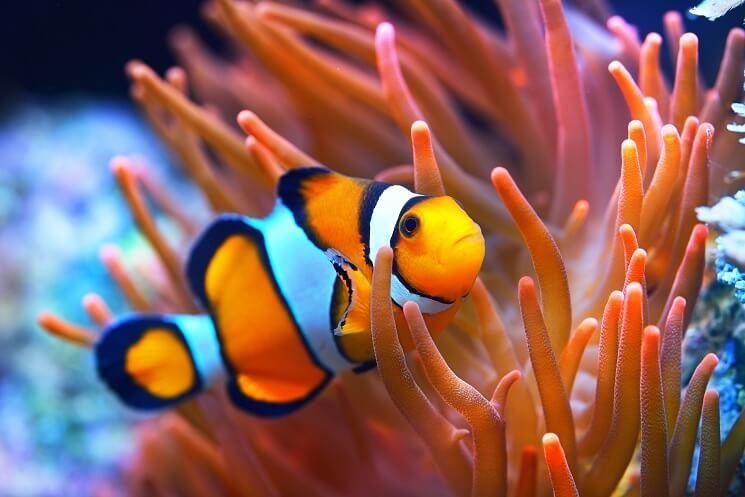 clownfish