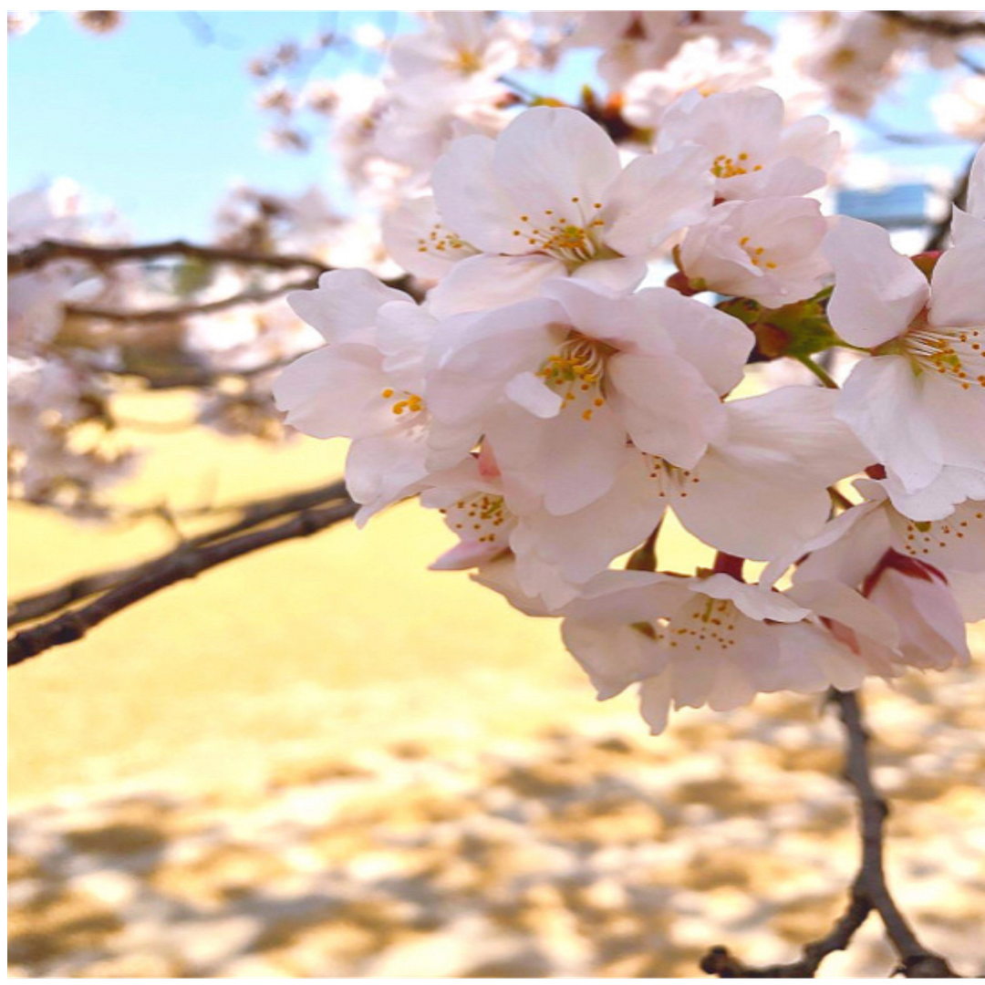 Cherry blossoms2