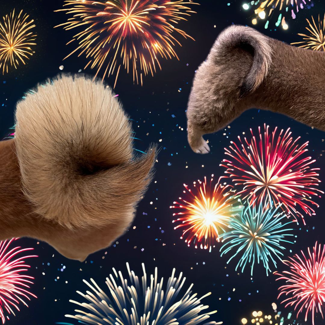 Shiba Inu tails are like cute fireworks