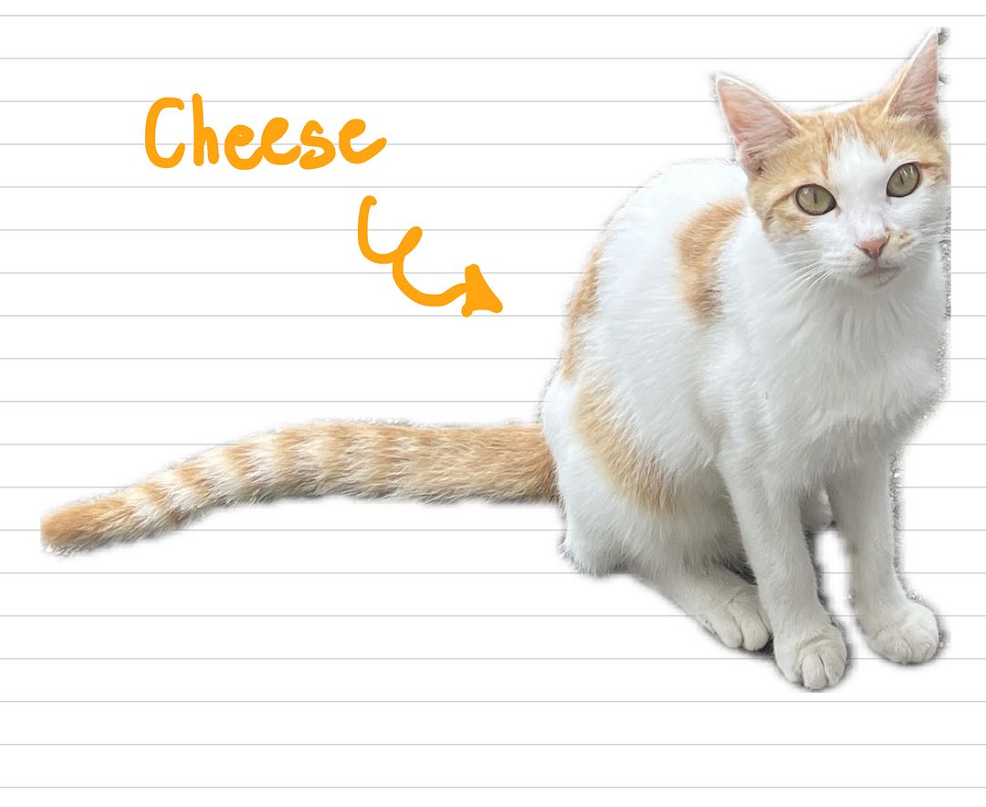 Cat_Cheese_9