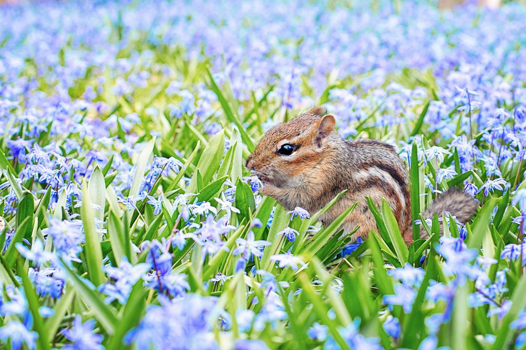 chipmunk